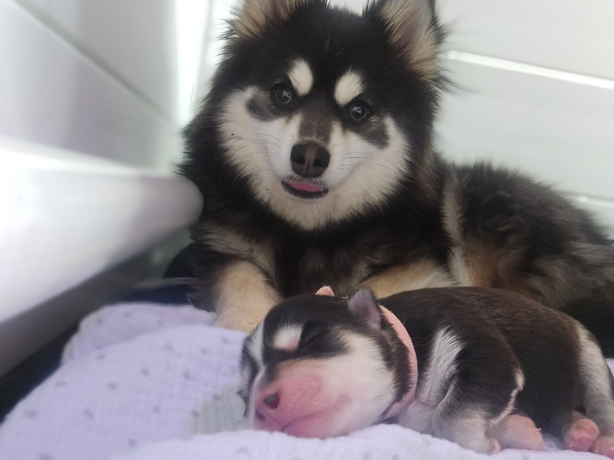 Pomsky mother with sleeping puppy