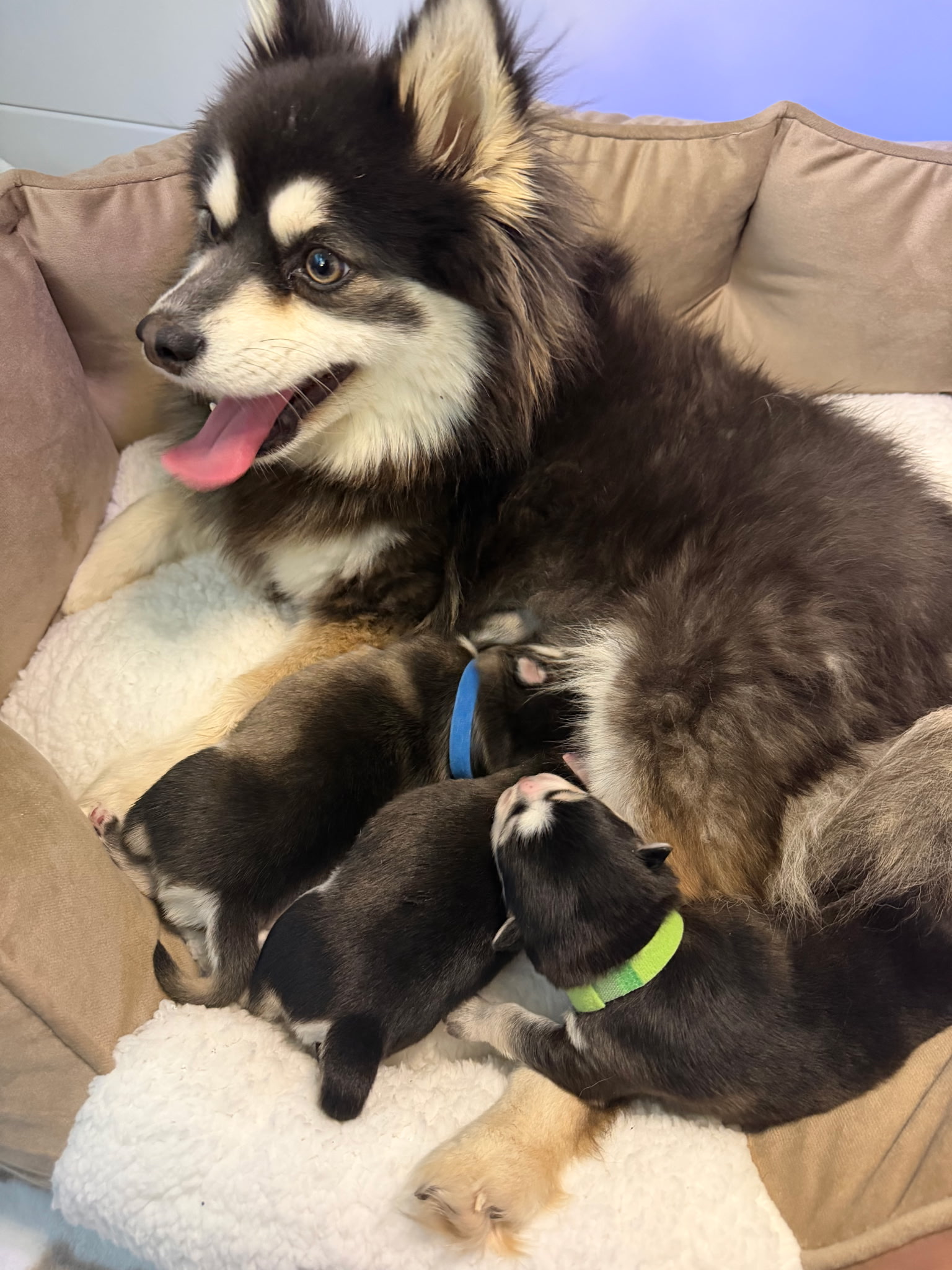 Pomsky mother with newborn puppies