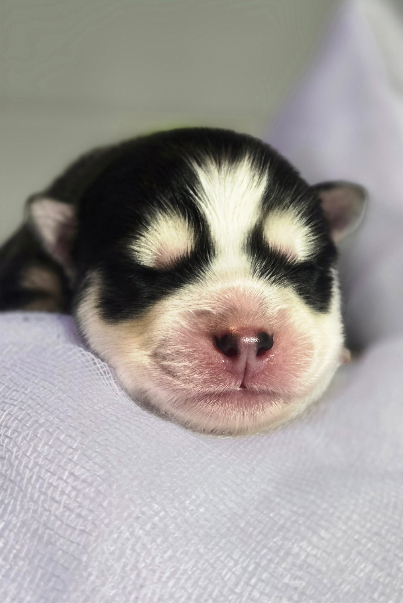 Newborn Pomsky puppy close-up