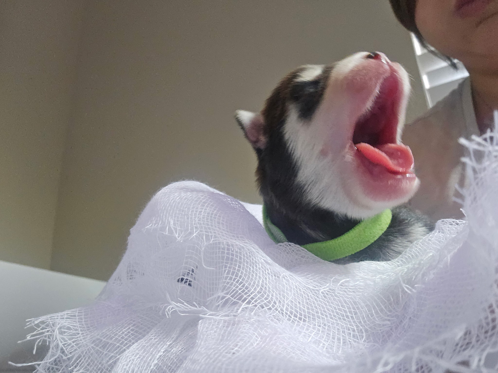 Pomsky puppy with green collar