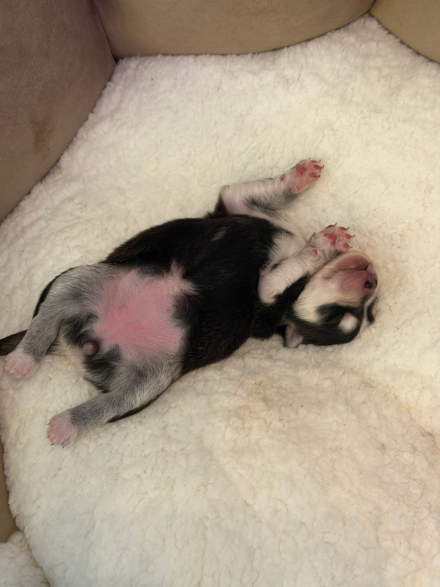 Sleeping Pomsky puppy