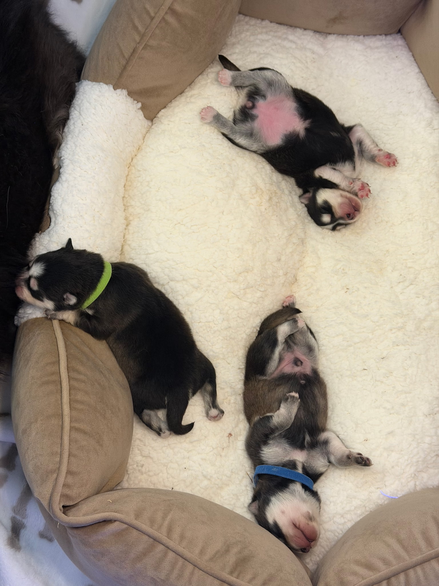 Pomsky puppies with colored collars