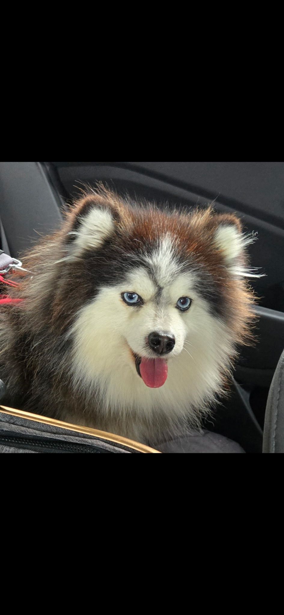 Pomsky photo 1