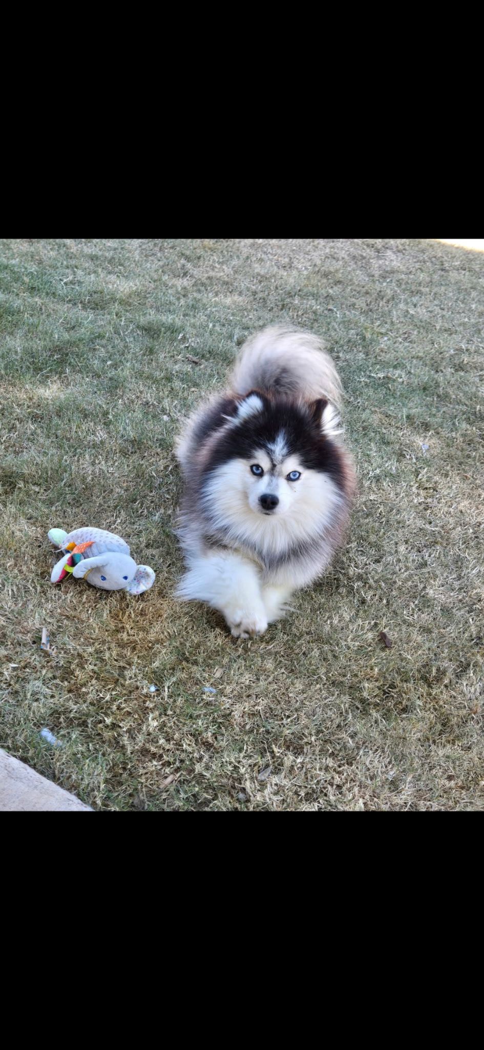 Pomsky photo 2