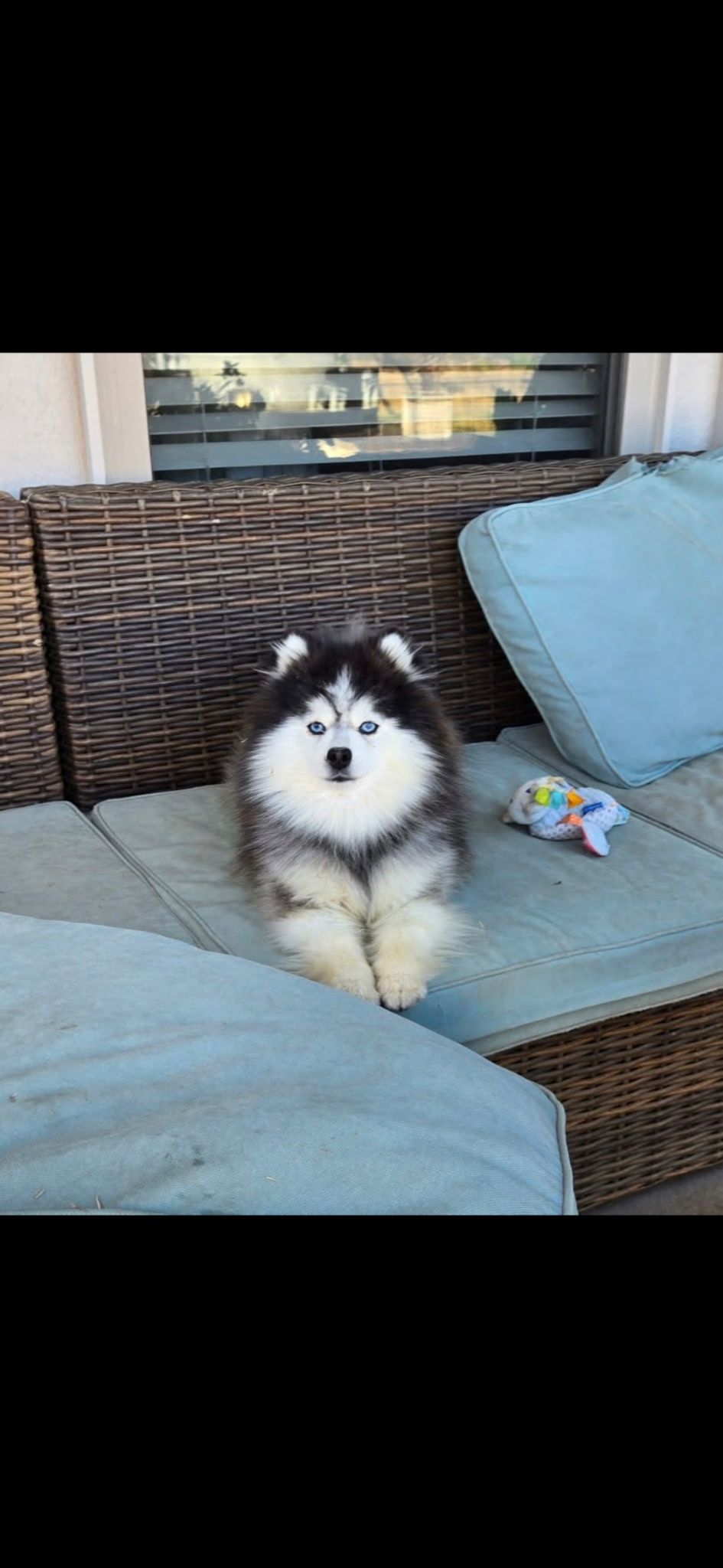 Pomsky photo 3