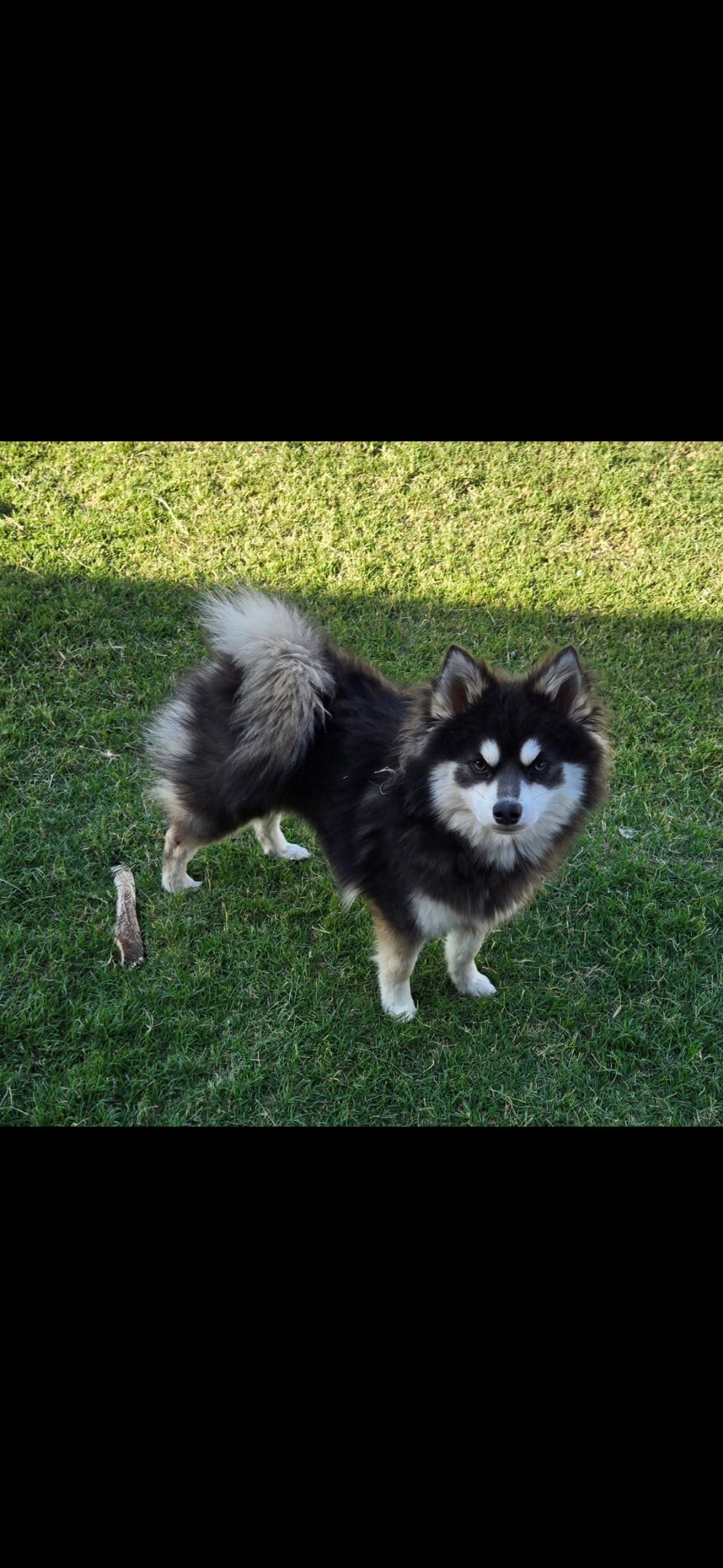 Adorable Pomsky puppy