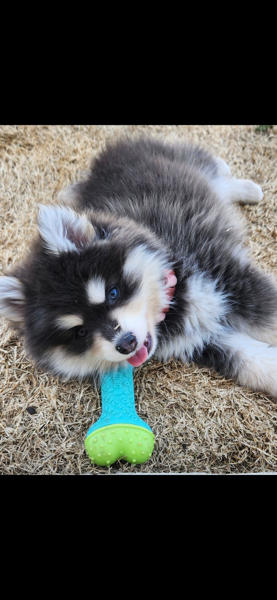 Pomsky puppy
