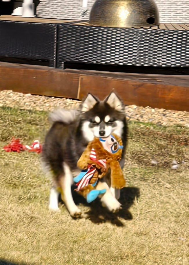 Pomsky photo 8