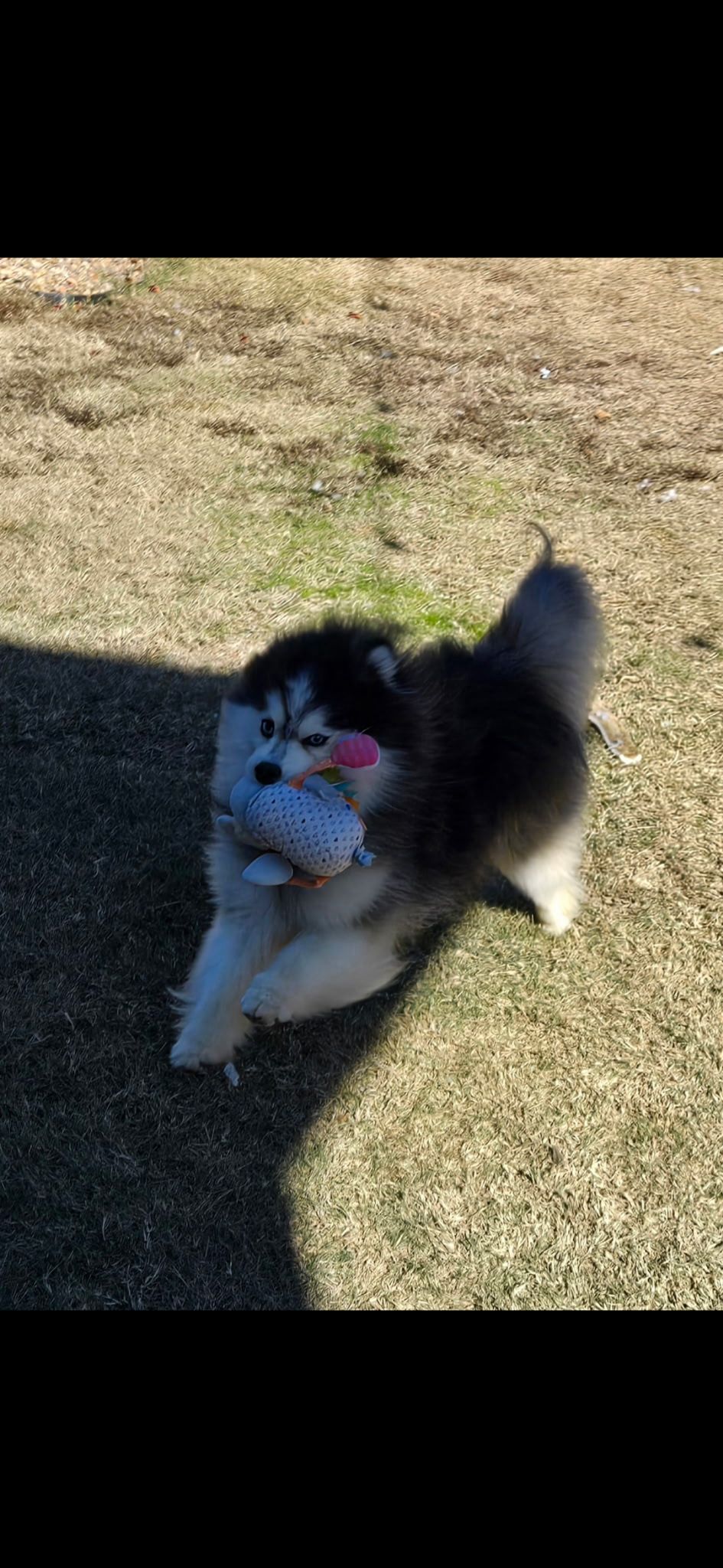 Pomsky puppy