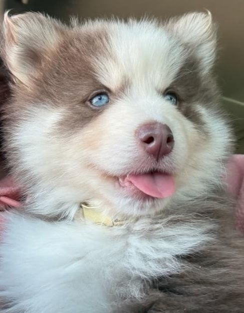 Pomsky photo 11