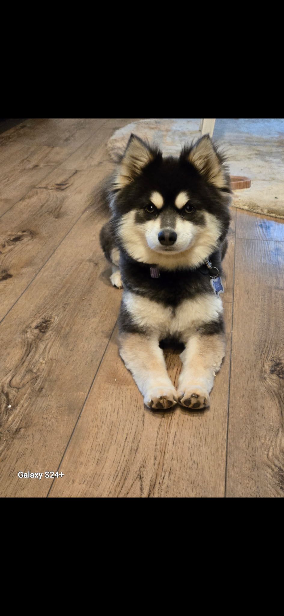Pomsky photo 12