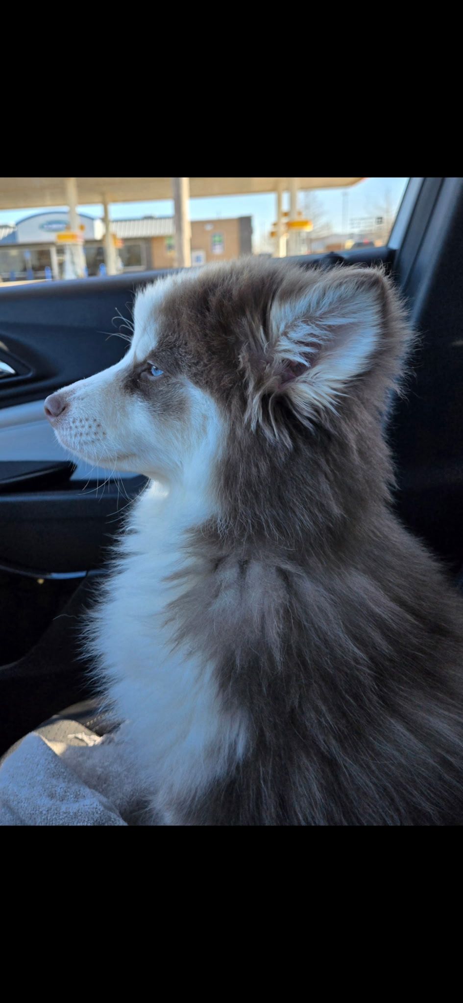 Pomsky photo 15