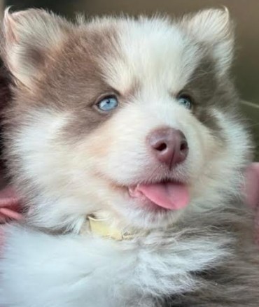 Pomsky photo 19